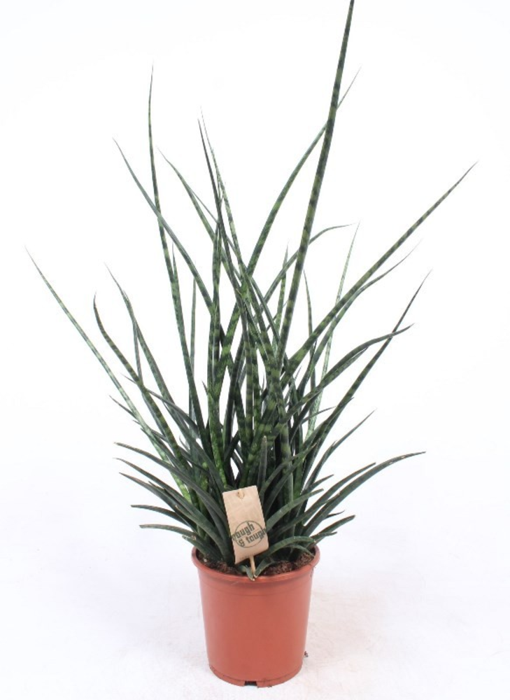 Sansevieria Fernwood Punk.