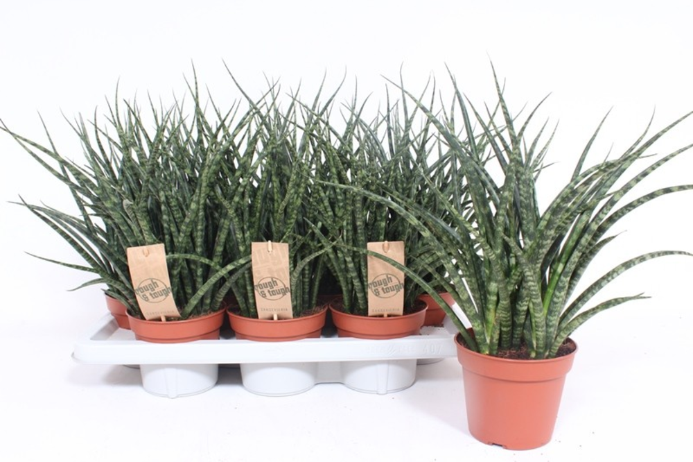 Sansevieria Fernwood Punk.