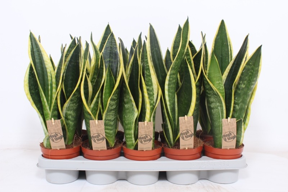 Sansevieria Black Superba.