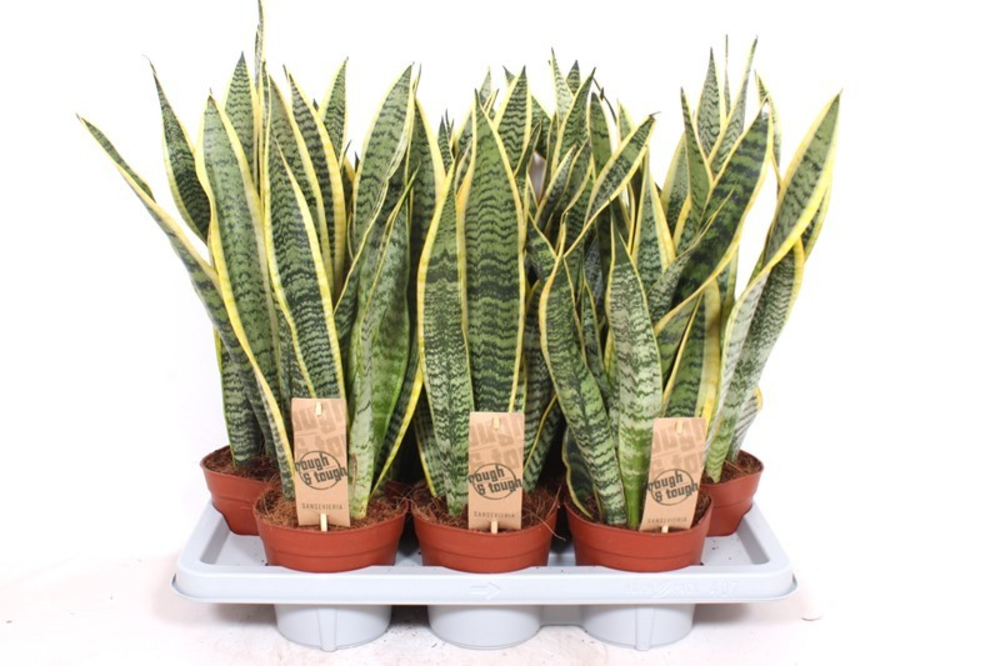 Sansevieria Laurentii.