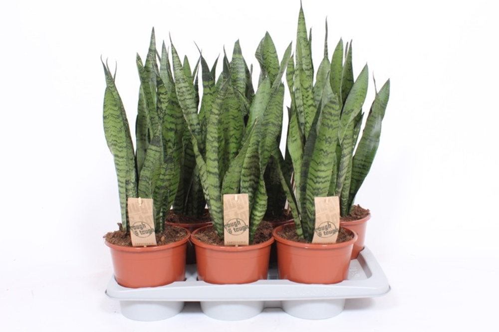 Sansevieria zeylanica.