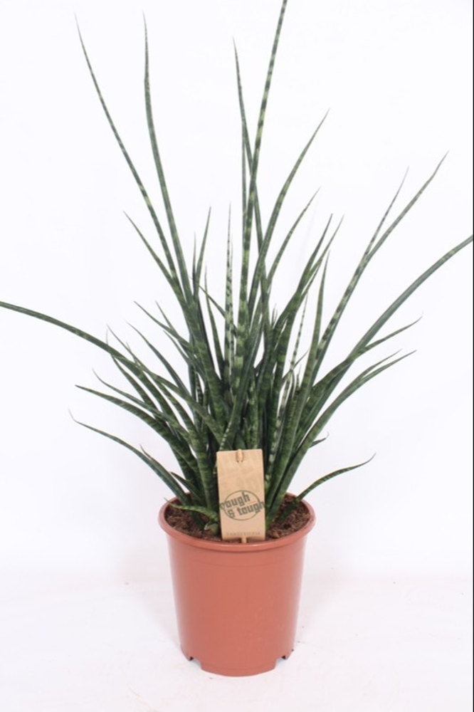 Sansevieria 'Fernwood' Punk.