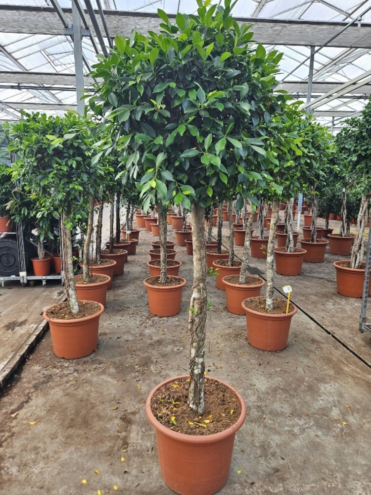 Ficus Nitida.