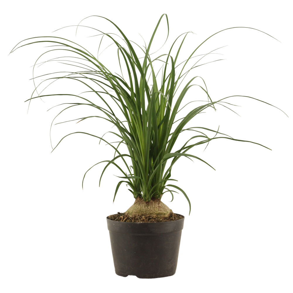 Beaucarnea bol 14 cm.