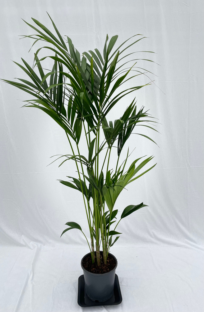 Howea forsteriana 180cm (Kentia).