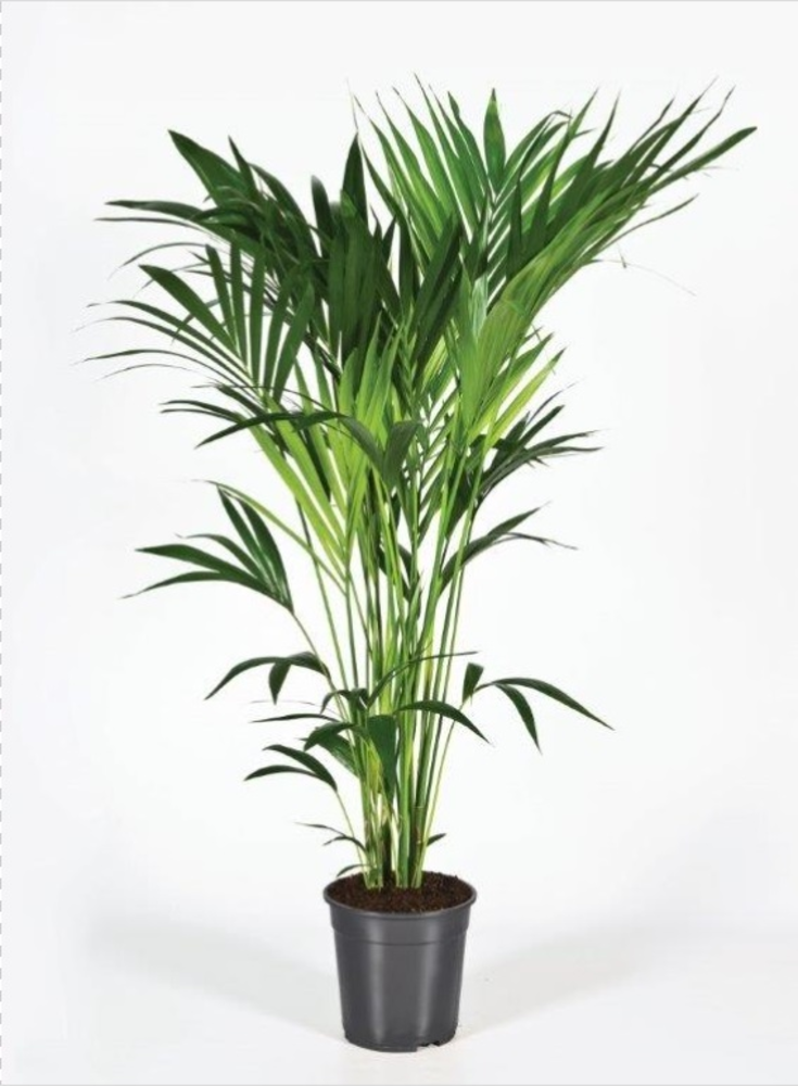 Howea forsteriana 140cm (Kentia).