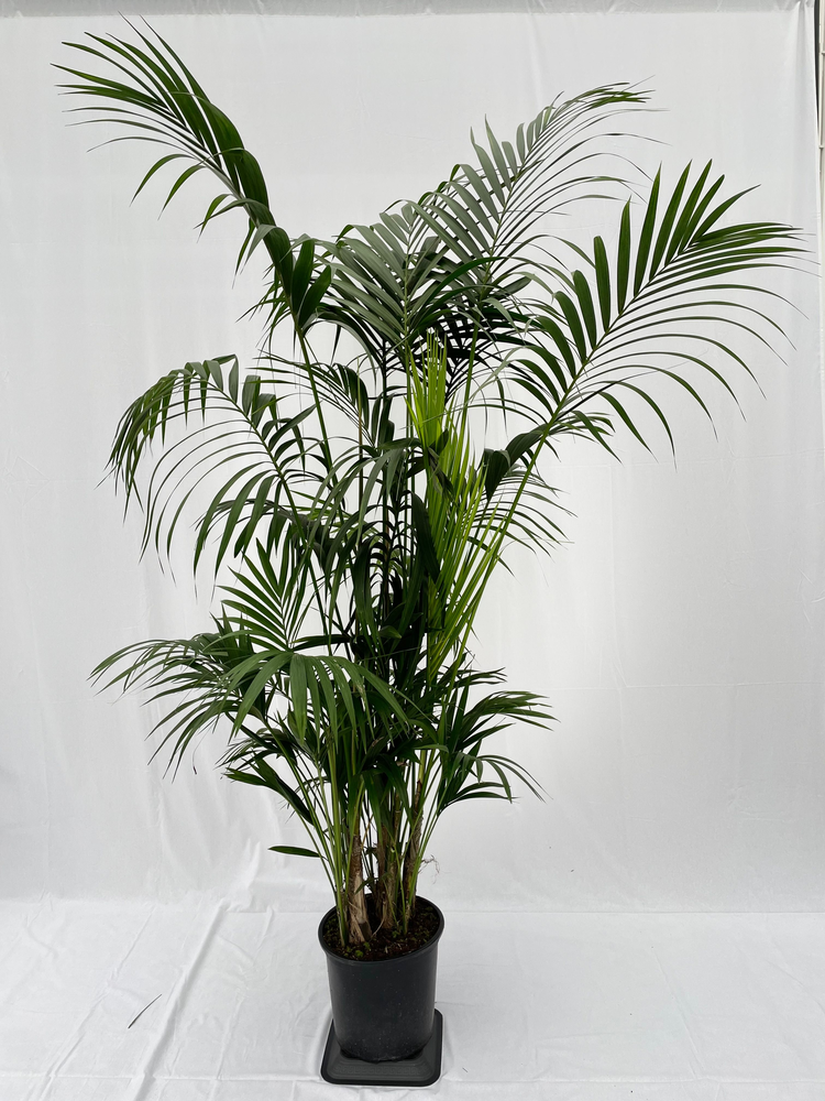 Howea forsteriana 220cm (Kentia).