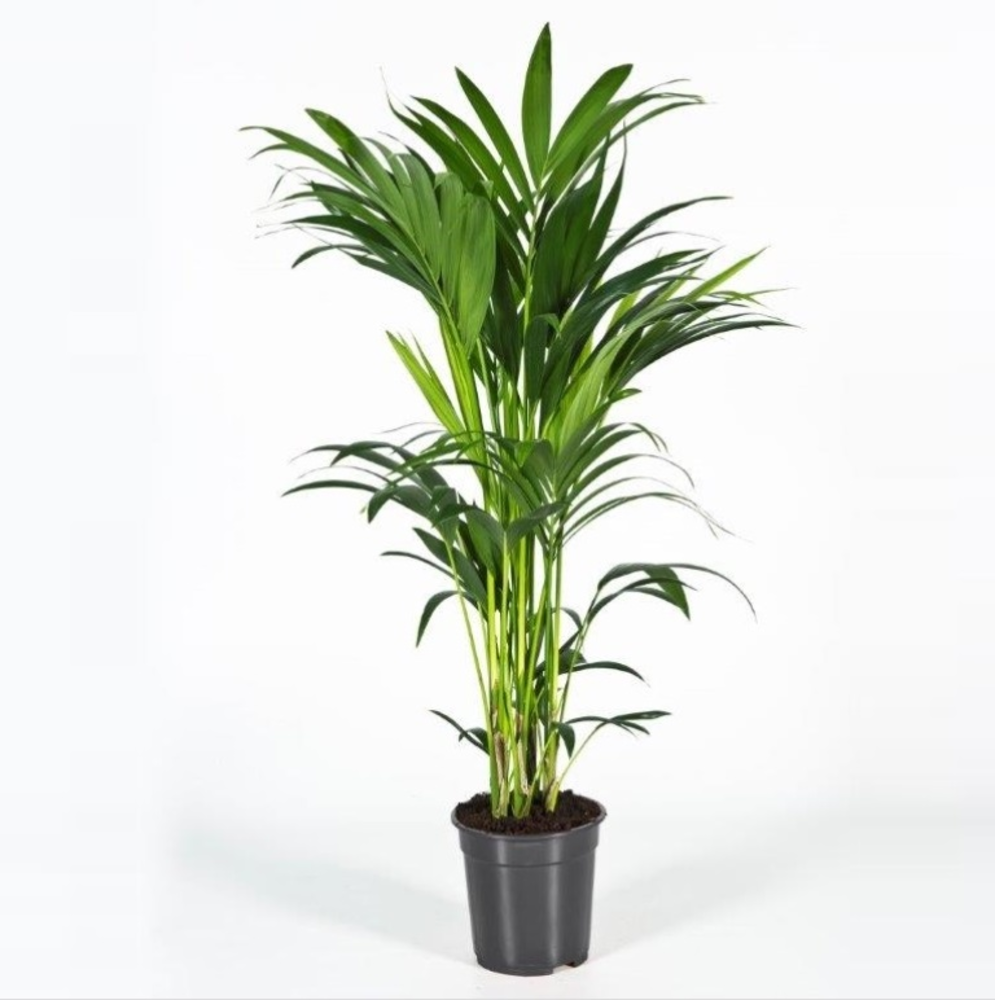 Howea forsteriana 110cm (Kentia).