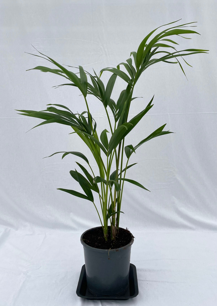 Howea forsteriana 100cm (Kentia).