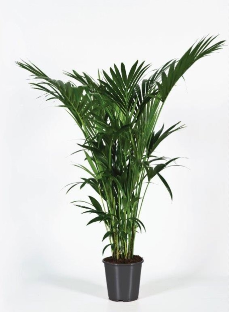 Howea forsteriana 170cm (Kentia).