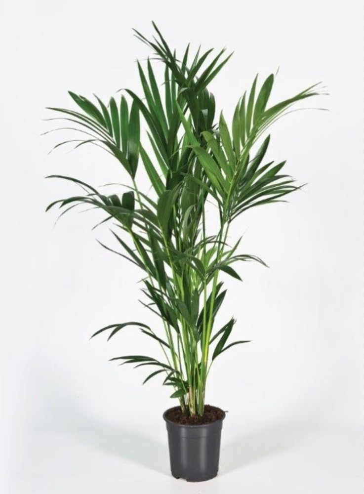 Howea forsteriana 150cm (Kentia).