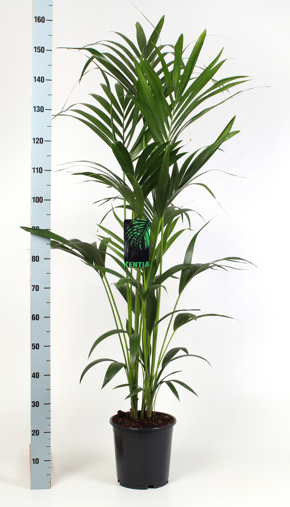 Kentia-Howea Forsteriana 24 cm 120 cm hoog.
