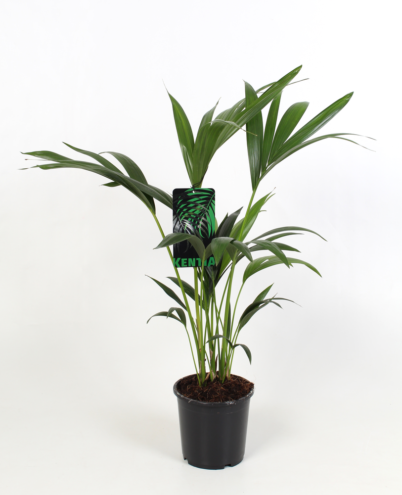 Kentia Howea Forsteriana, 4 stek p/pot.