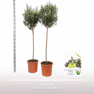Olea op stam.