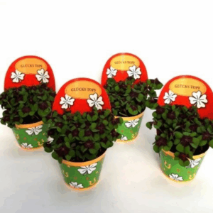 Oxalis deppei Geluk Duits