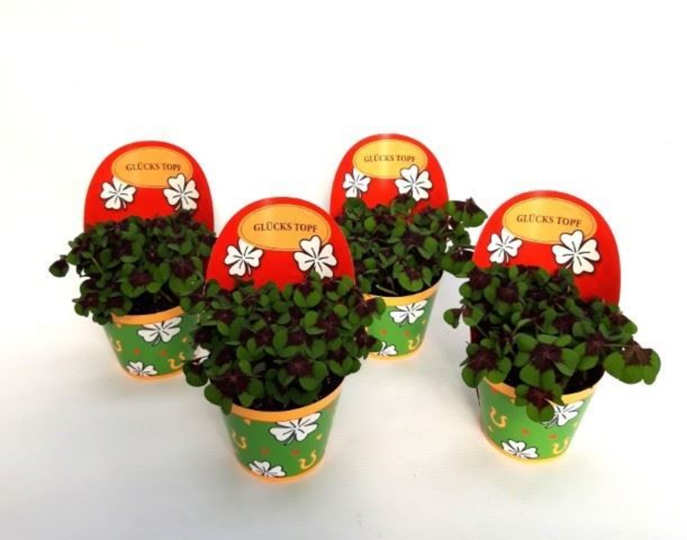 Oxalis deppei Geluk Duits.