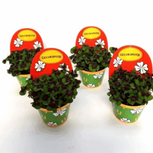 Oxalis deppei Geluk Nederlands
