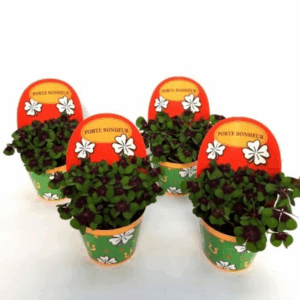 Oxalis deppei Geluk Frans