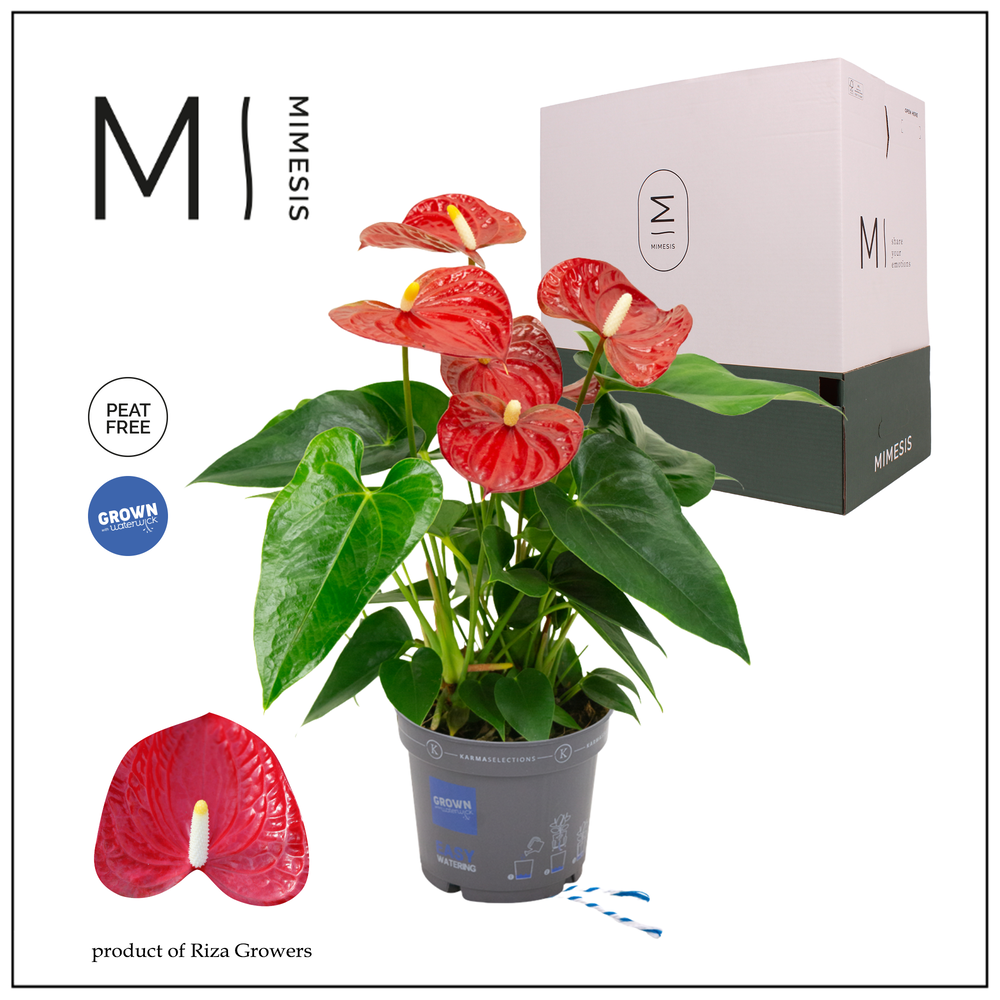 Mimesis Anthurium KARMA Red - 12cm.