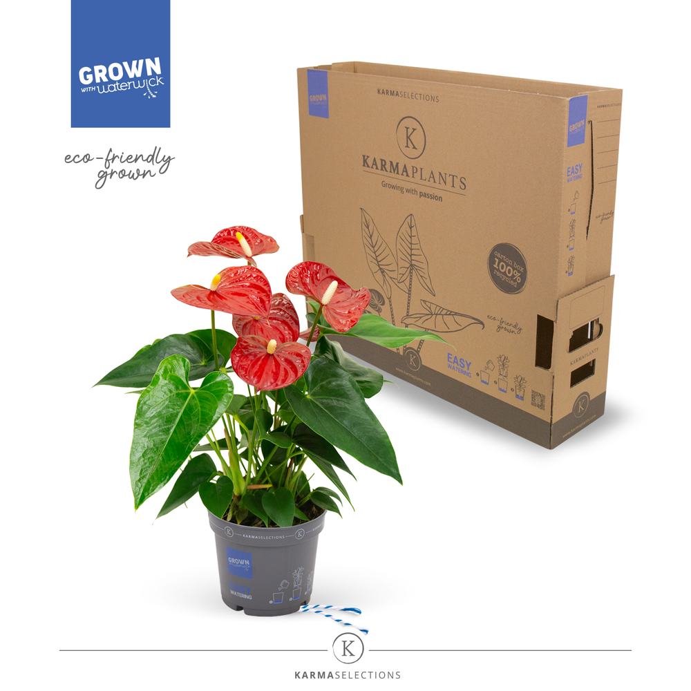 Anthurium - KARMA Red | 12cm | PLASTIC FREE.