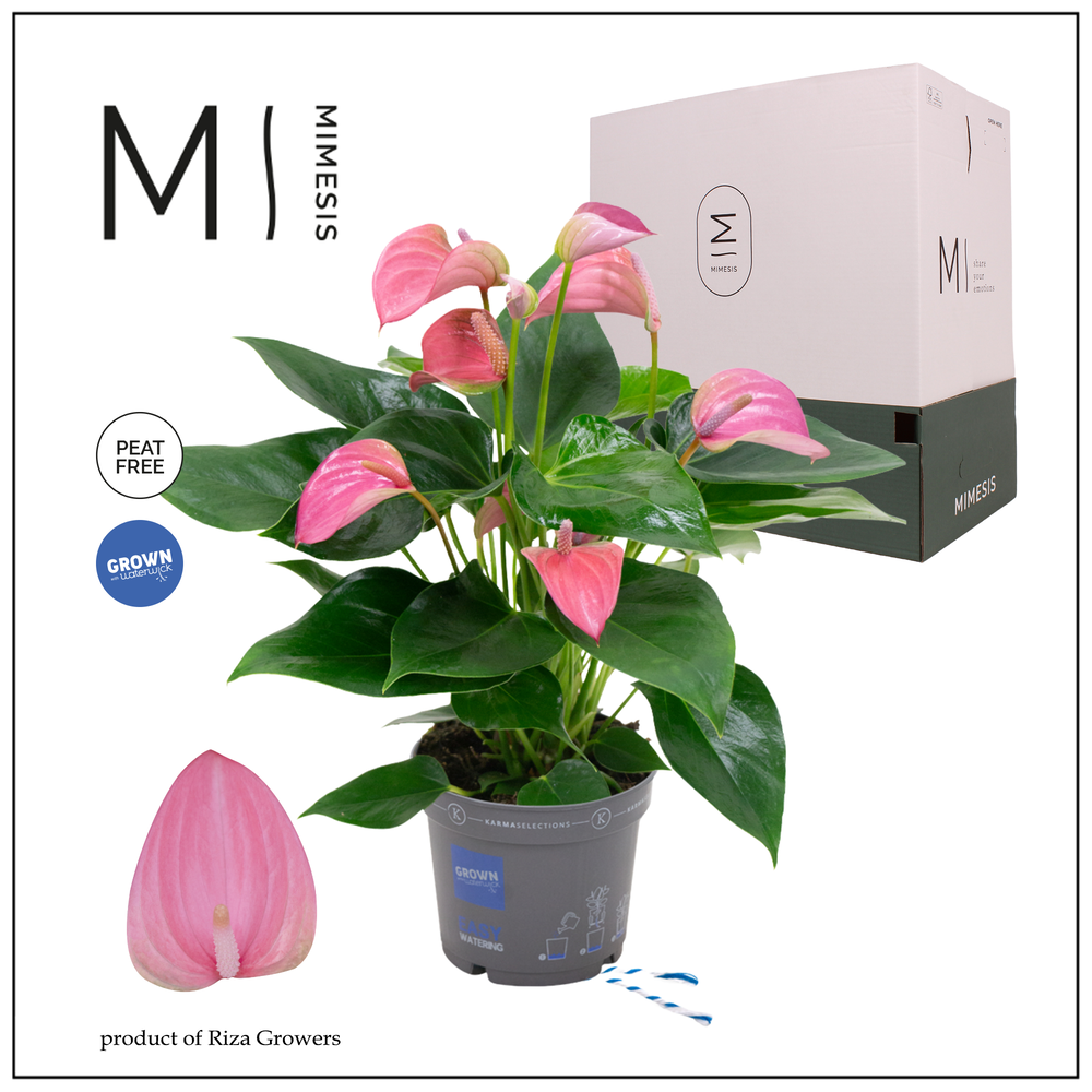 Mimesis Anthurium KARMA Joli - 12cm.