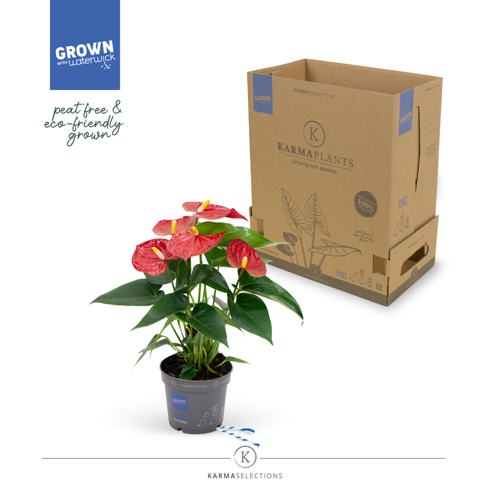 Mimesis Anthurium KARMA Red - 9cm.