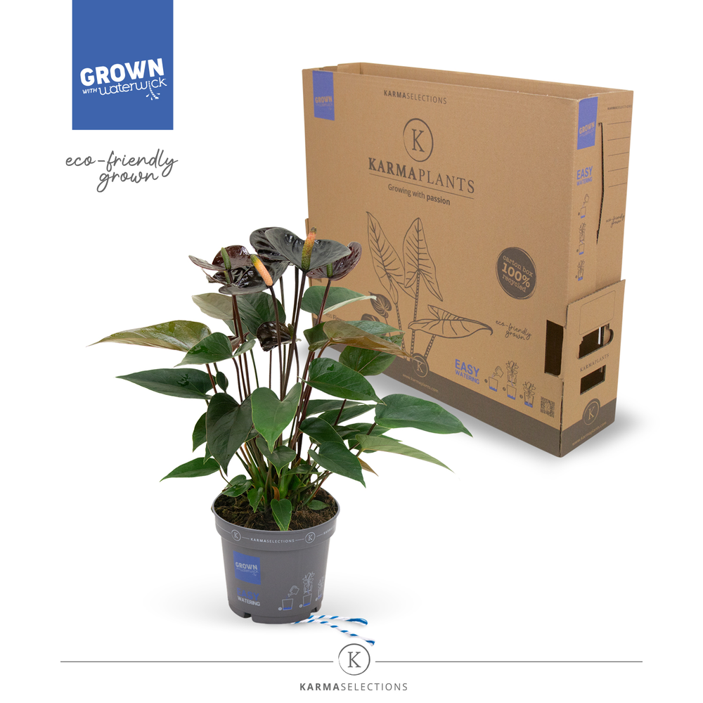 Anthurium - KARMA Black | 12cm | PLASTIC FREE.