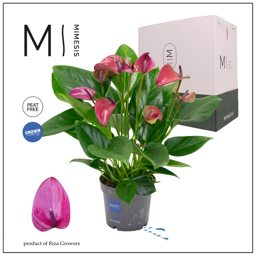 Mimesis Anthurium KARMA Purple - 12cm.