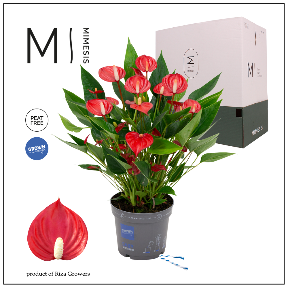 Mimesis Anthurium KARMA Million - 12cm.