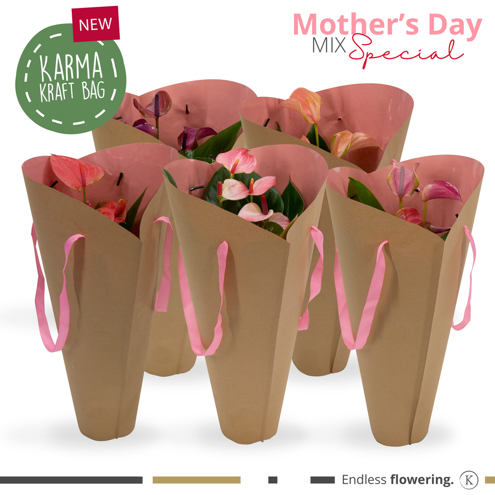 Anthurium - KARMA Pink mix Gift bag | 12cm.