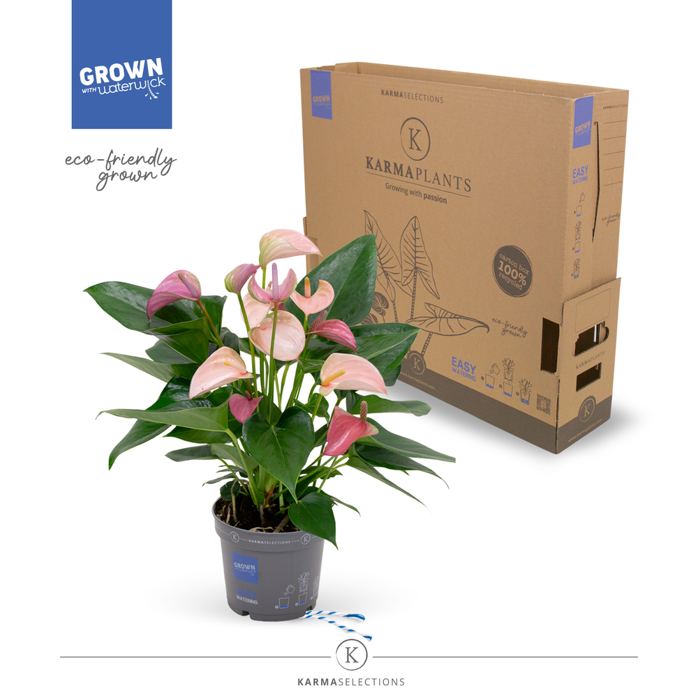 Anthurium - KARMA Joli DUO | 12cm | PLASTIC FREE.