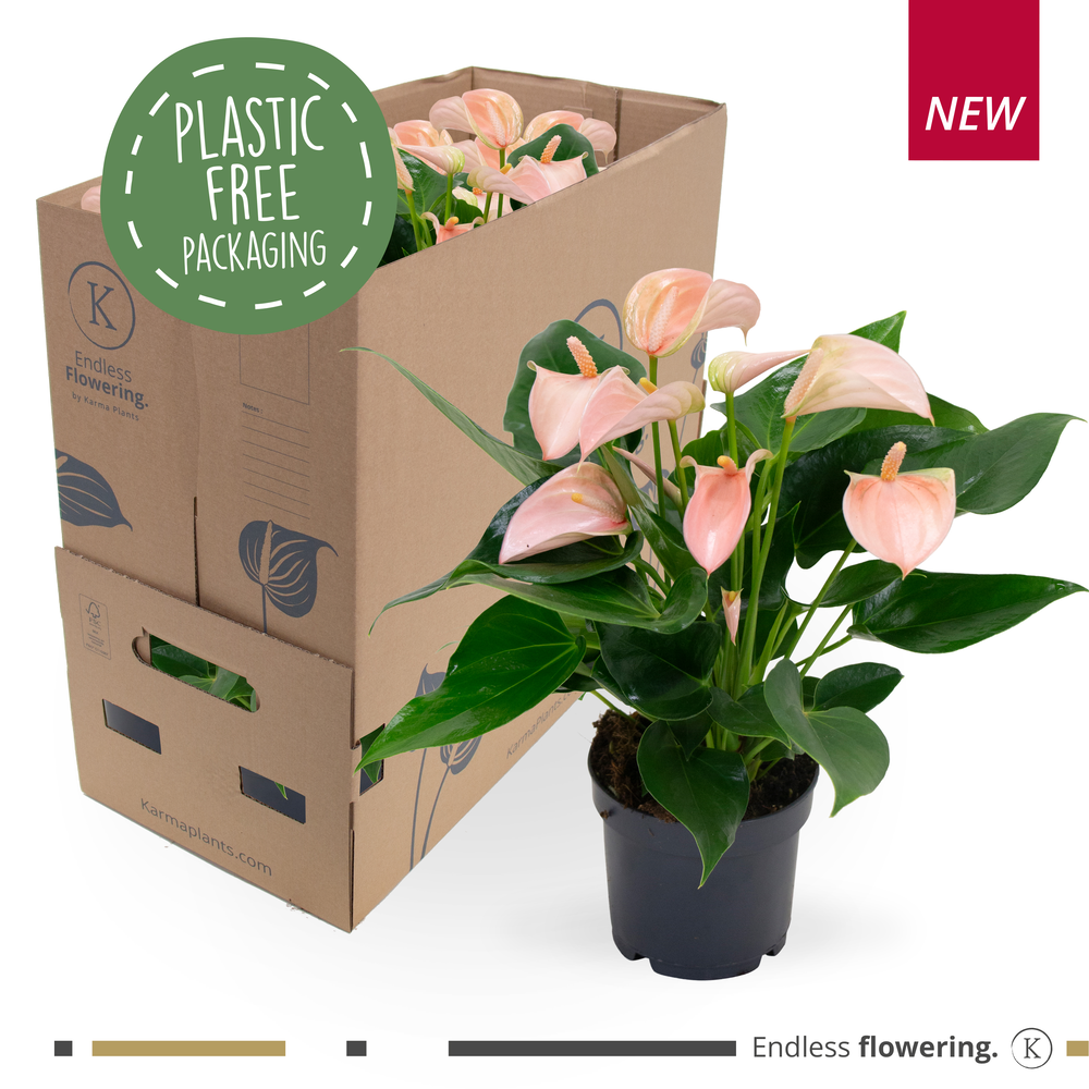 Anthurium - KARMA Peach | 12cm.