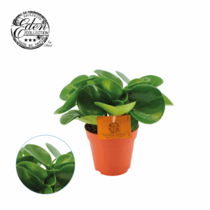 Peperomia Obtusifolia Groen 12cm.