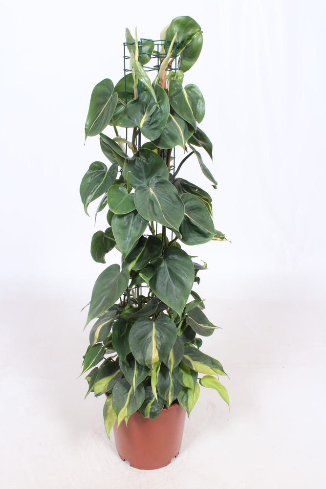 Philodendron Scandens Brasil.