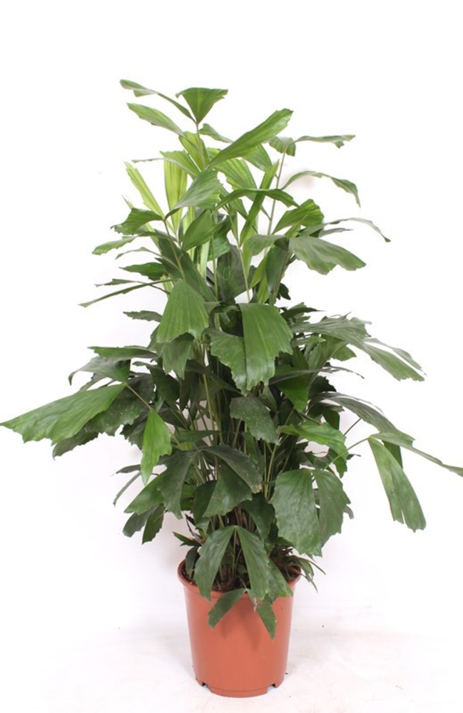 Caryota mitis.