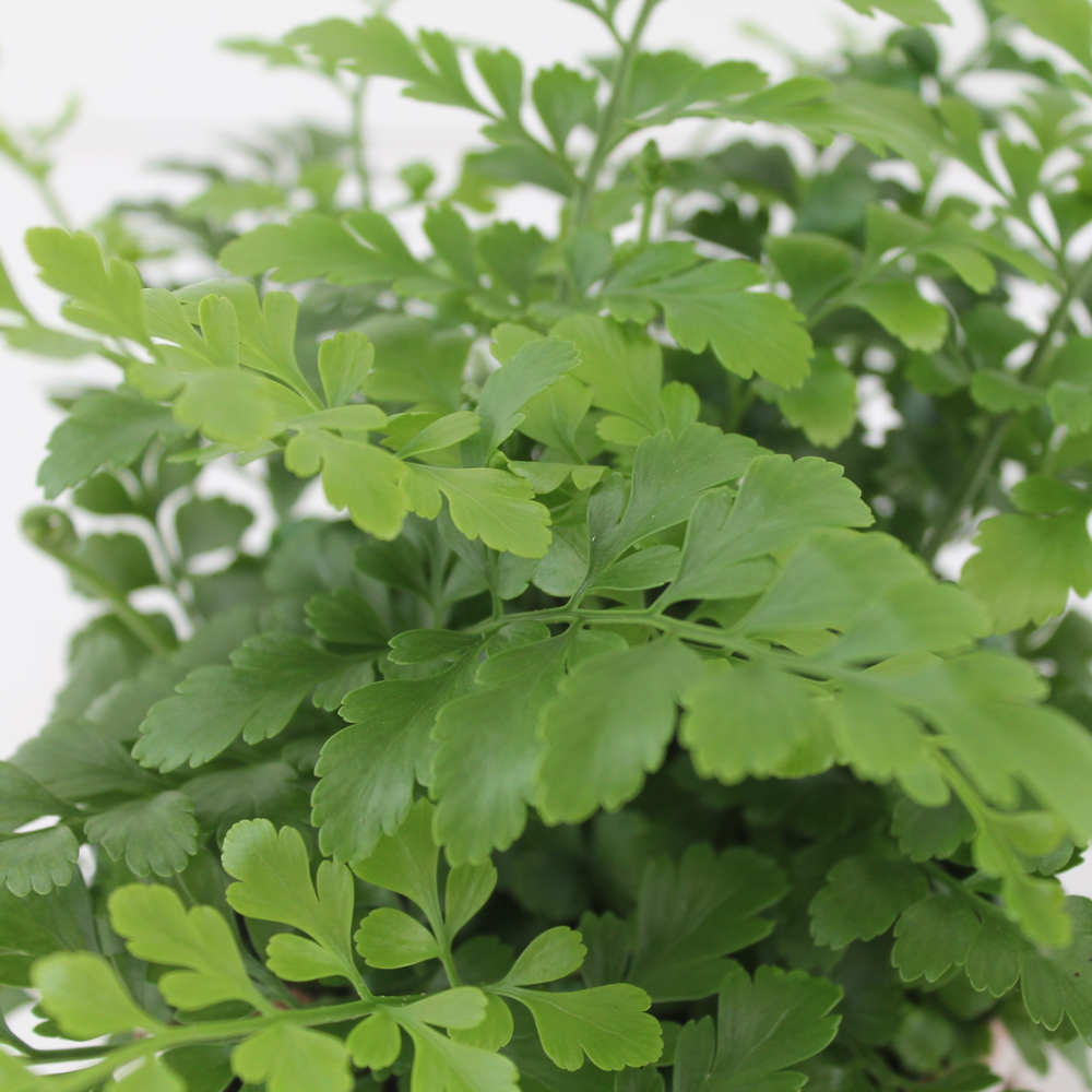 Asplenium Parvati.