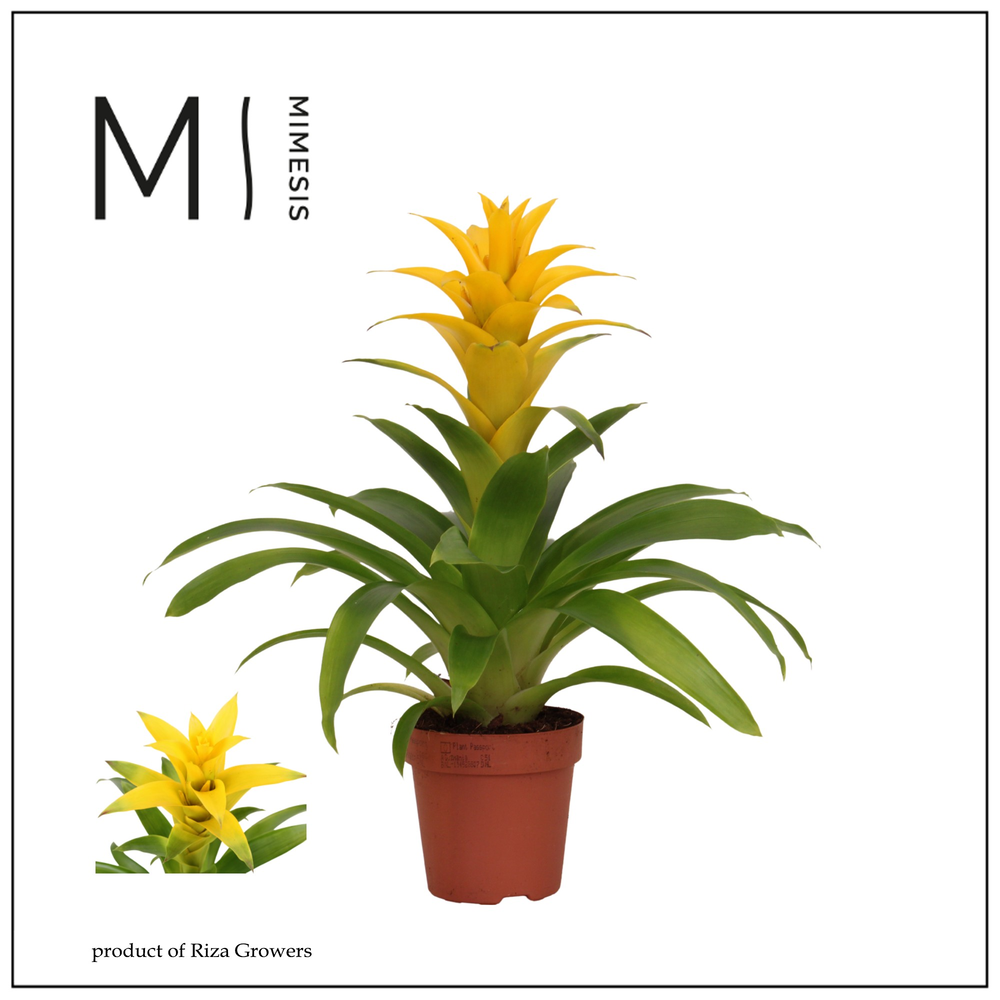 Mimesis Guzmania Diana -12 cm.