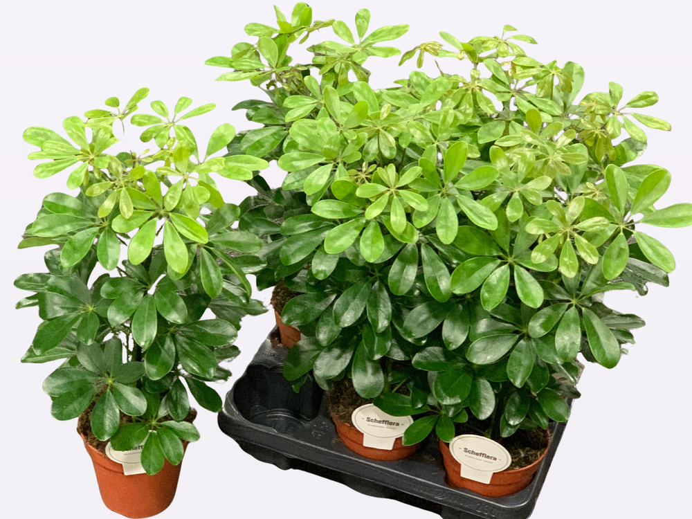 Schefflera Nora.