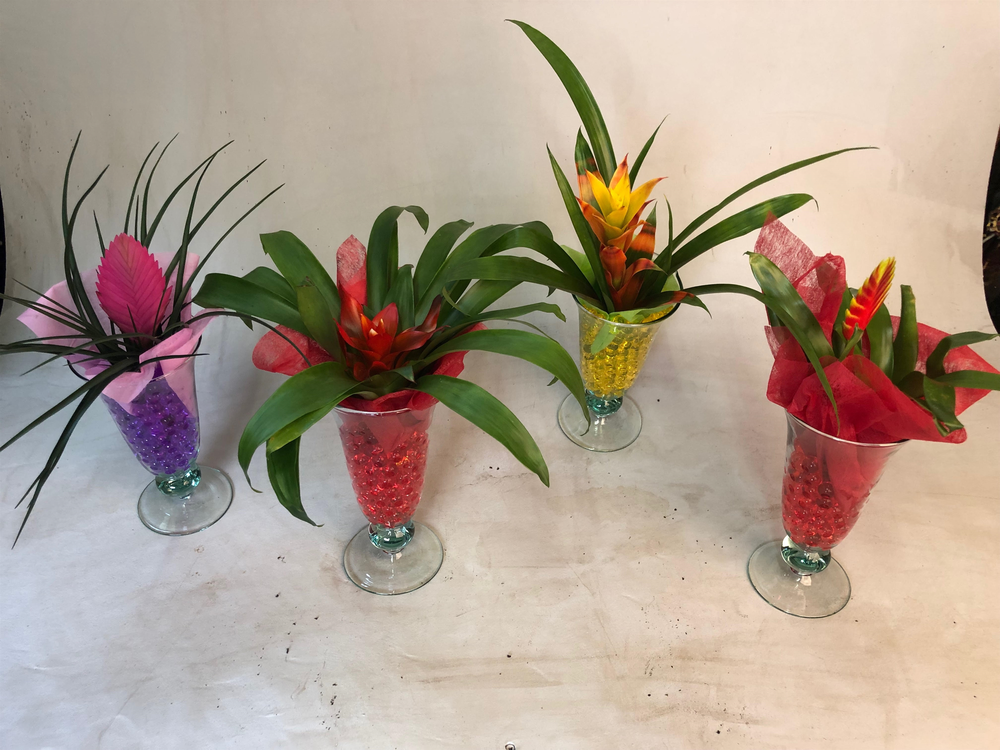 Bromelia in Ijscoupe.