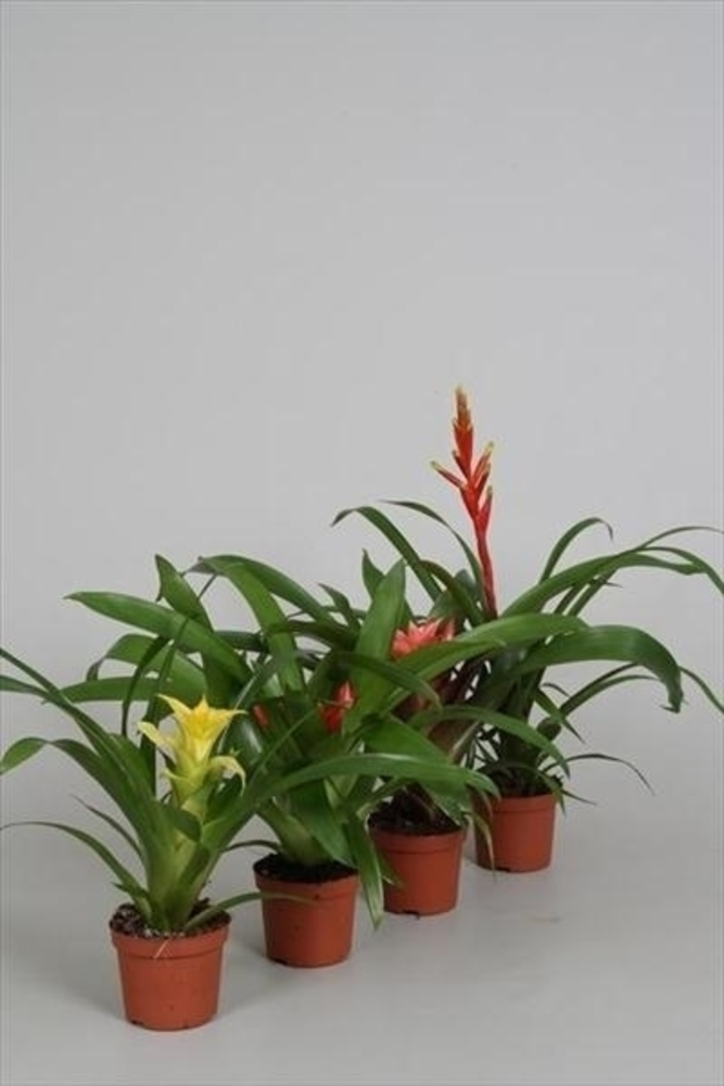 Guzmania.