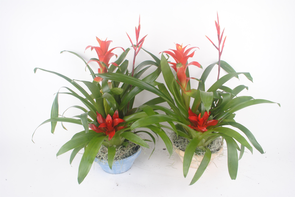 Bromelia schaal steen.