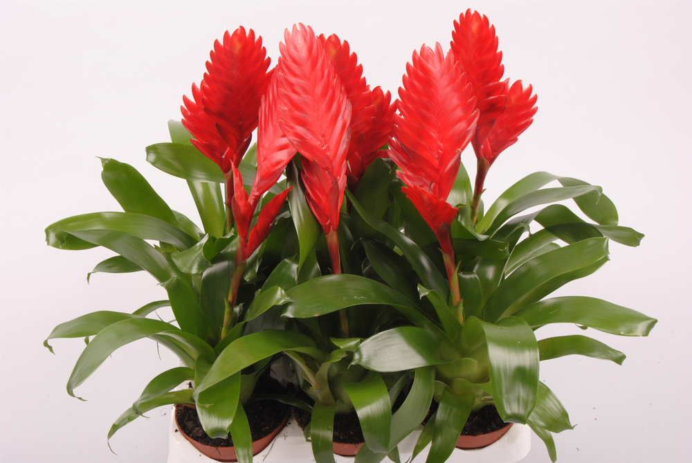 Vriesea Cathy Rood.