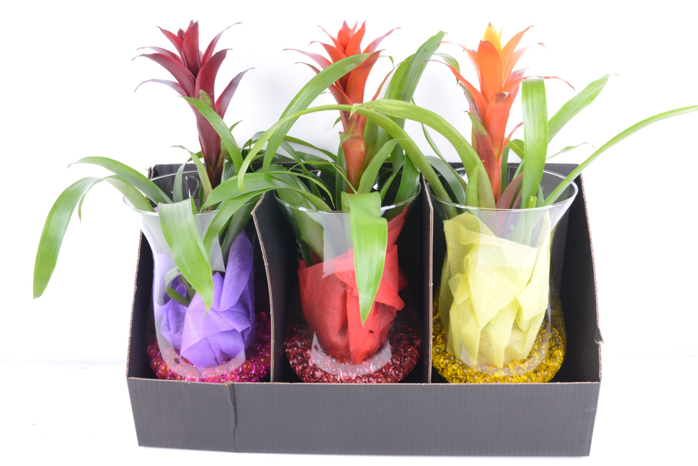 Bromelia in Cognac glas.