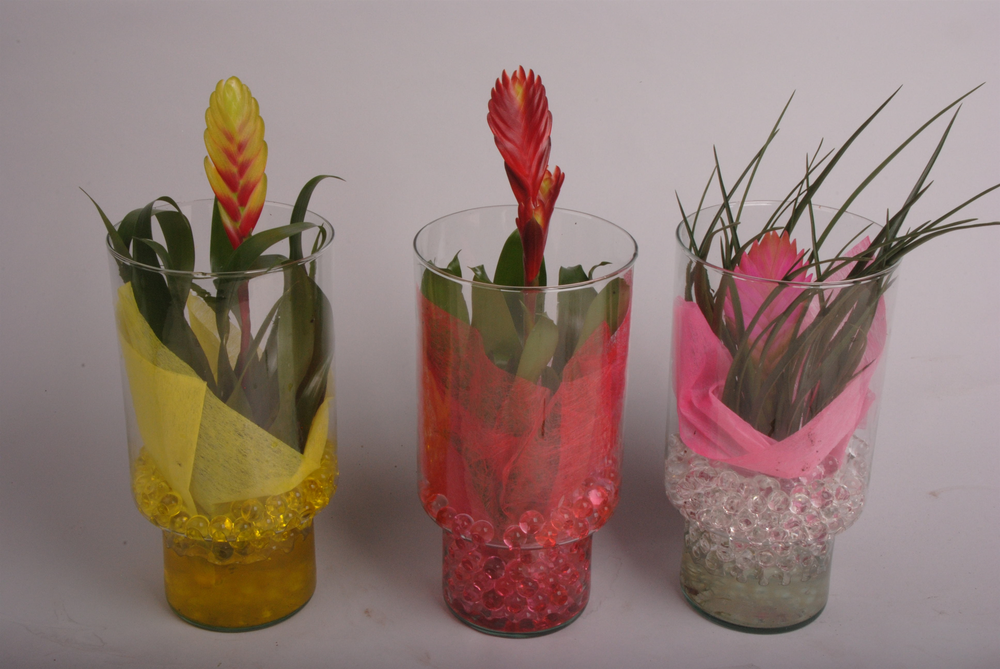 Bromelia in klein glas.