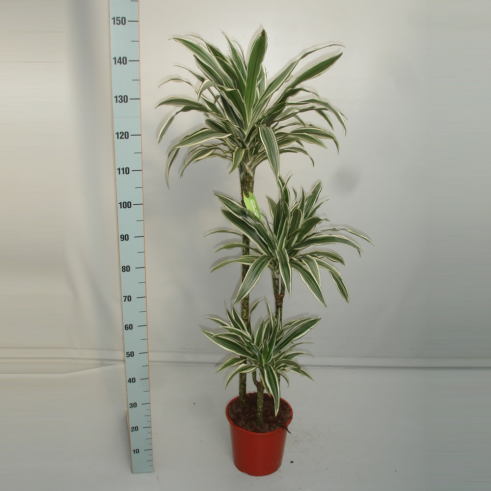 Dracaena White Stripe 90-60-30.