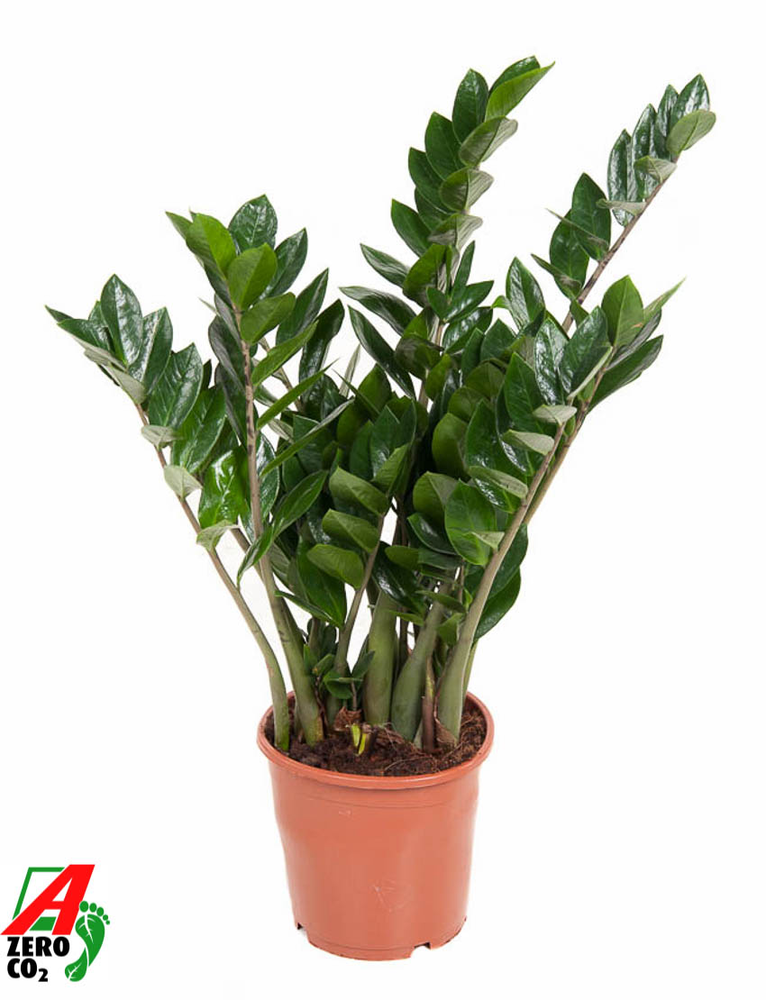 Zamioculcas Zamiifolia P21.