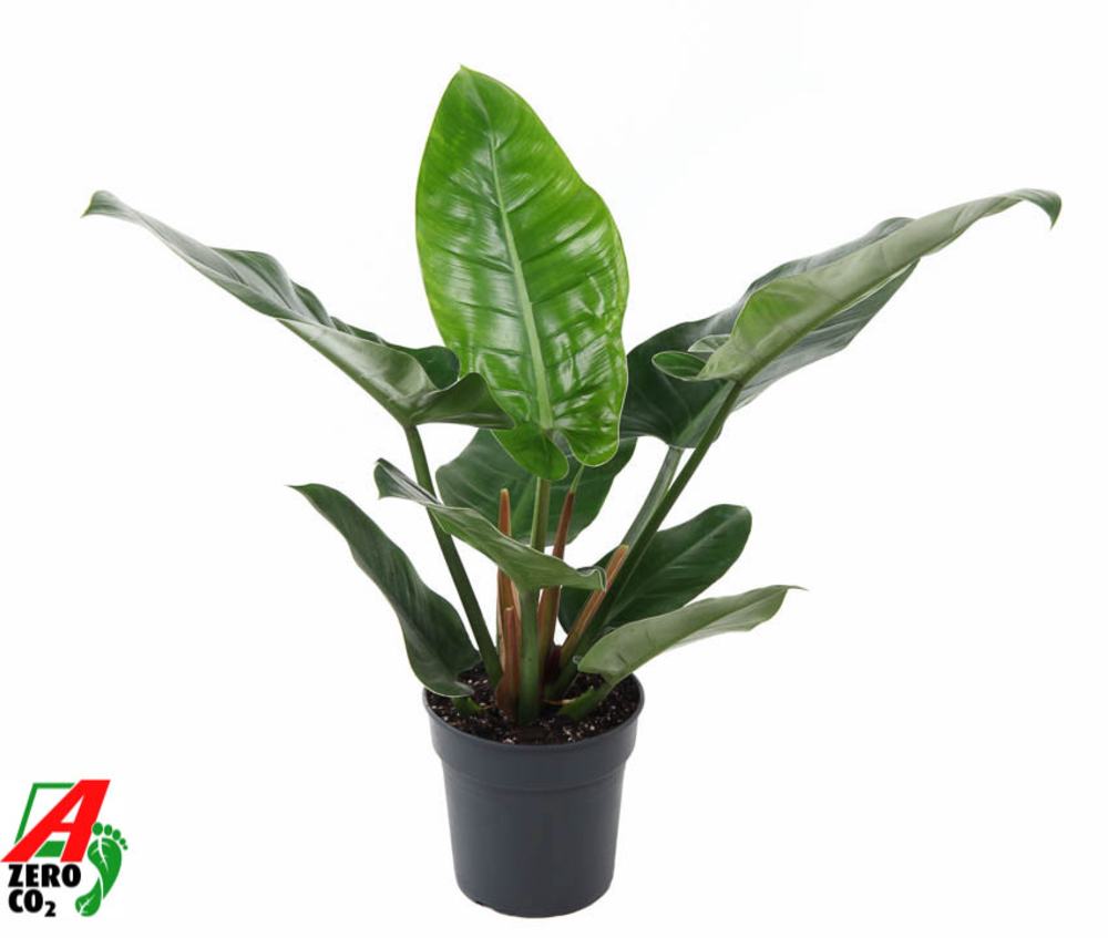 Philodendron Imperial Green P19.