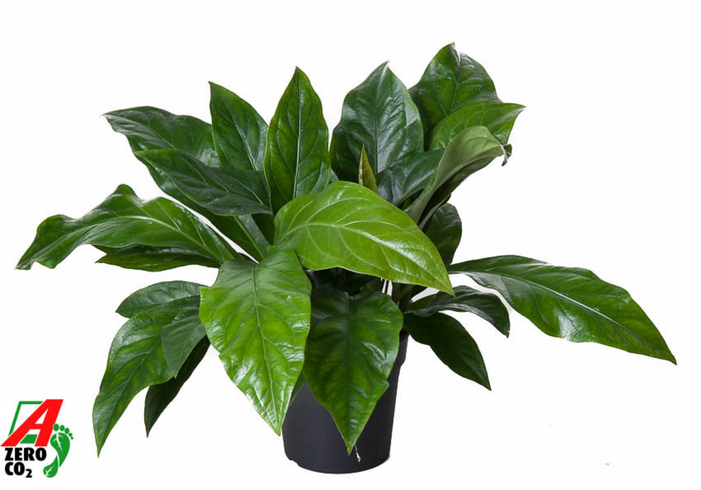 Anthurium Jungle Bush 2PP.