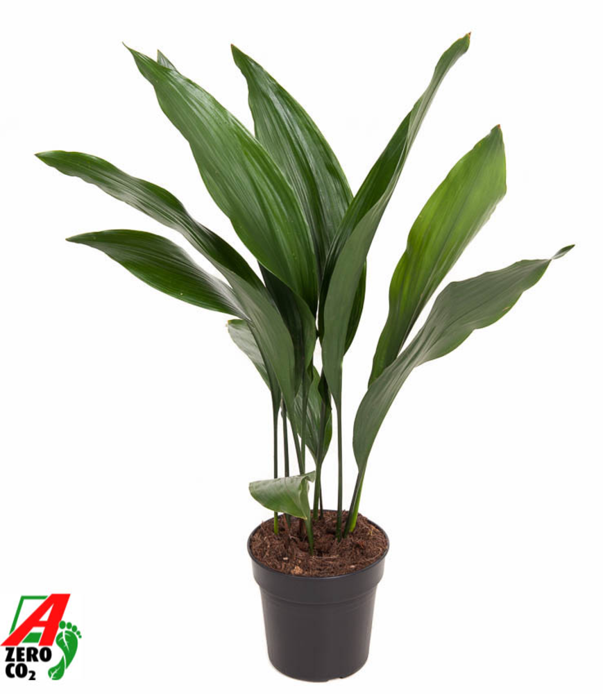 Aspidistra Elatior P17.