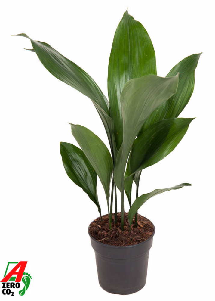 Aspidistra Elatior P15.